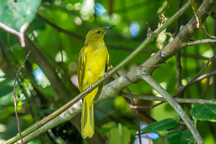 Sula Golden Bulbul