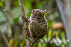 Peleng Tarsier