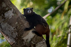 Brown-mantled Tamarin