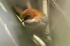 Red-and-white Antpitta