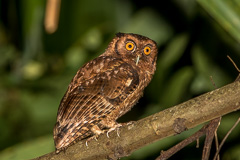 Tawny-bellied Screech Owl