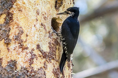 Black-backed Woodpecker