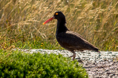 Black Oystercatcher