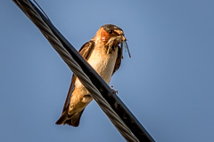 American Cliff Swallow