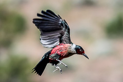 Lewis's Woodpecker