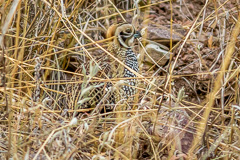 Montezuma Quail