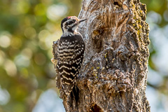 Nuttall's Woodpecker