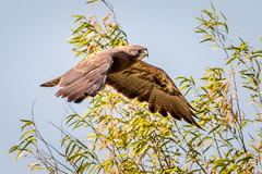 Swainson's Hawk