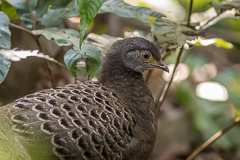 Grey Peacock-Pheasant