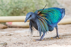 Nicobar Pigeon