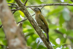 Streak-breasted Woodpecker