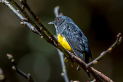 Yellow-bellied Flowerpecker