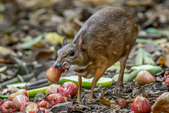 Lesser Mouse-deer