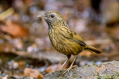 Streaked Wren-Babbler