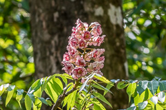 Chompoo Phu Kha flower