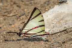 Fourbar Swordtail