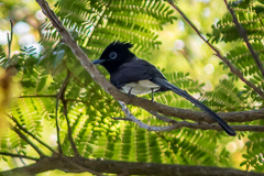 Black Paradise Flycatcher