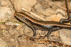 Variable Sun Skink