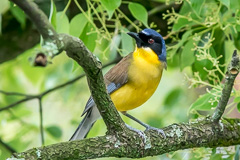 Blue-crowned Laughingthrush