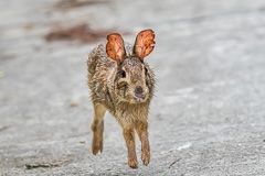 Chinese Hare