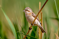 Chinese Penduline Tit