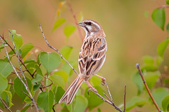 Jankowski's Bunting