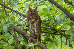 Oriental Scops Owl