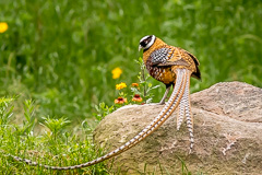 Reeves's Pheasant