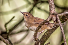 Russet Bush Warbler