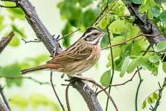 Tristram's Bunting