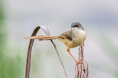 Yellow-bellied Prinia