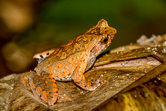 Tak Horned Frog