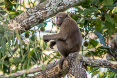 Assamese Macaque