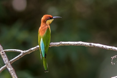 Chestnut-headed Bee-eater