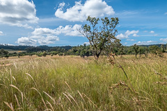 Grasslands - Thung Salaeng Luang