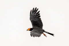 Black Caracara