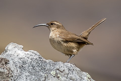 Buff-breasted Earthcreeper