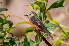 Cliff Flycatcher