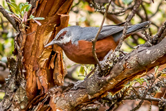 Giant Conebill