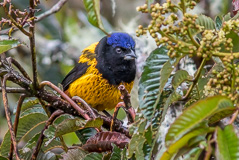 Golden-backed Mountain Tanager