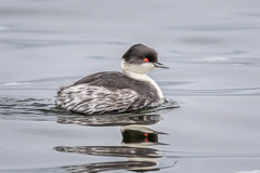 Junin Grebe