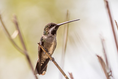 Long-billed Starthroat