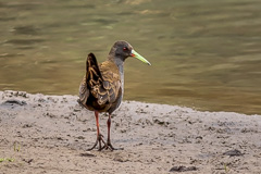 Plumbeous Rail