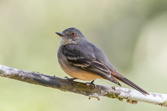 Rufous-tailed Tyrant