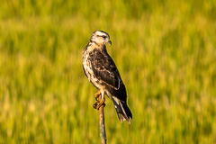 Snail Kite