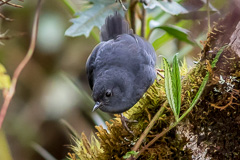 Tschudi's Tapaculo