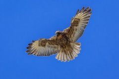 Variable Hawk