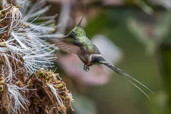 Wire-crested Thorntail