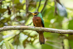 Yellow-billed Jacamar