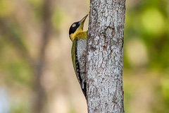 Black-headed Woodpecker